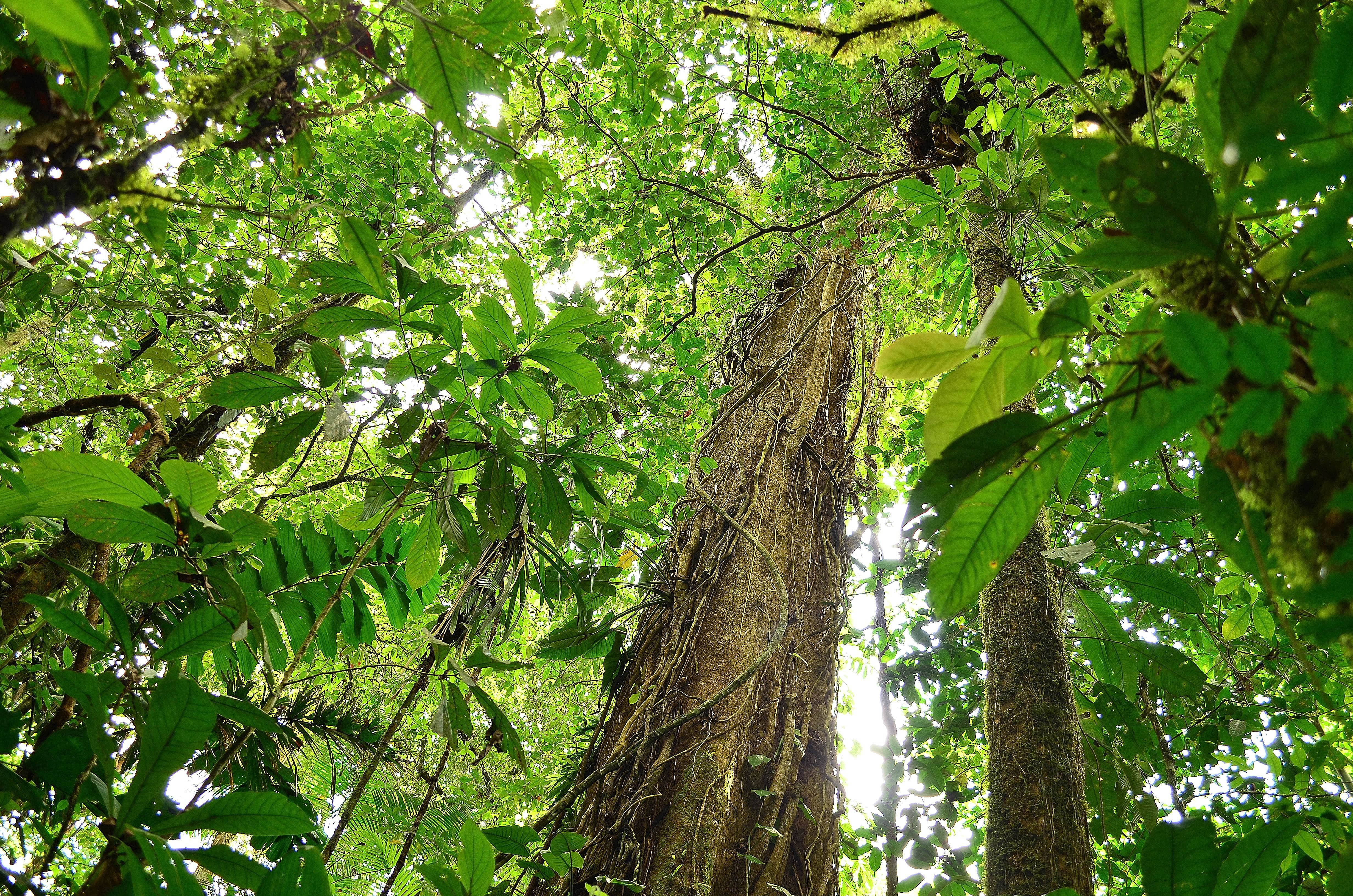 Protección de bosque – Oficina Nacional Forestal (ONF)