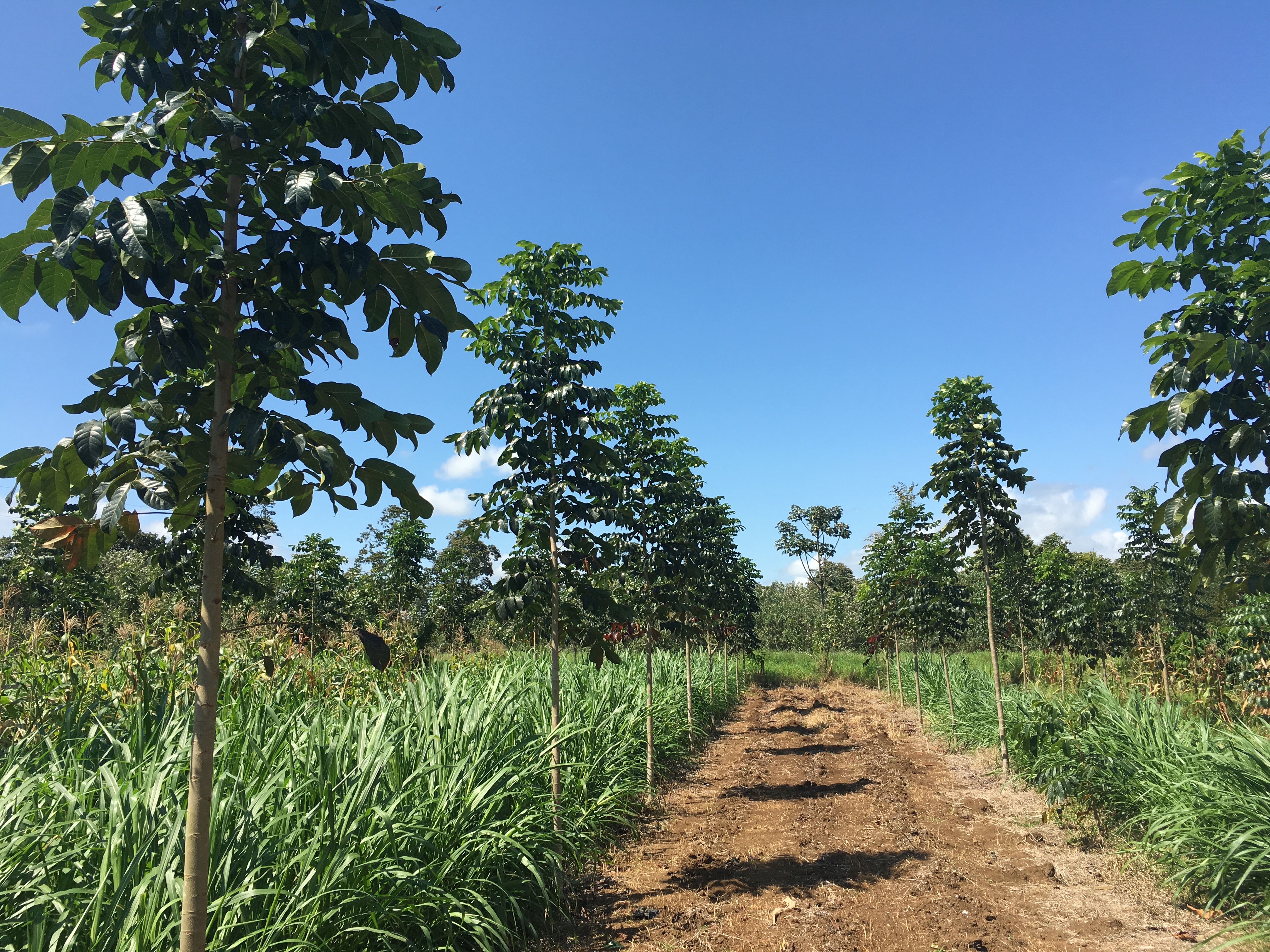 Sistemas Agroforestales